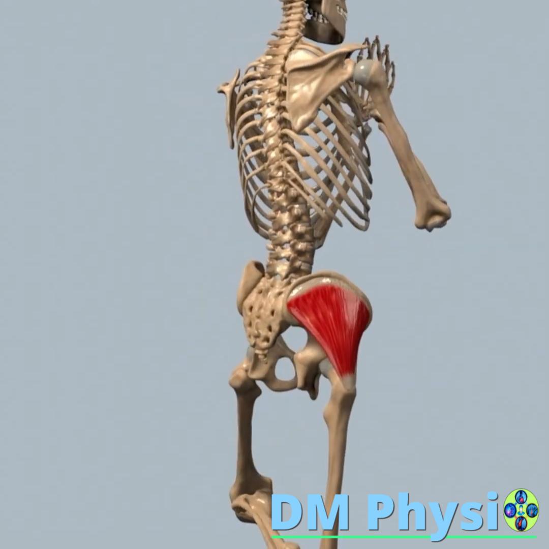 Изображение на среден и малък седалищен мускул